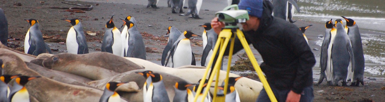 opérateur réalisant des opérations de nivellement au milieu des pingouins